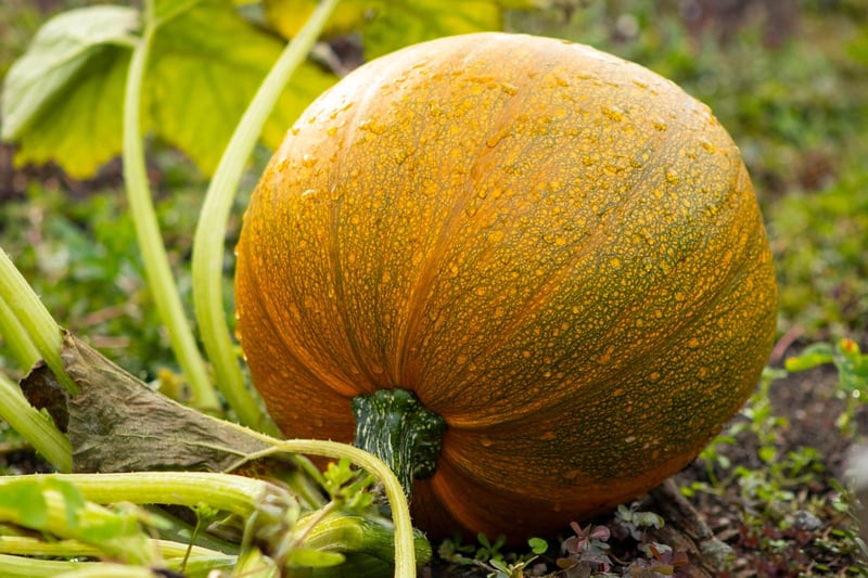 Companion Planting